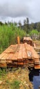 Loging wood for making house this is hand work with sthil ms70 papua nature Highland 2500mdpl papua Indonesia cartenz piramid