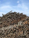 Loging yard of rubber wood
