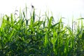 Logn grass Royalty Free Stock Photo