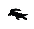 Angry crocodile silhouette on white background