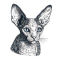 Logo Cornish Rex Cat On Isolated Tansparent Background, Png. Generative AI