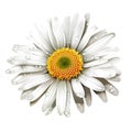 Logo Daisy On White Background. Generative AI