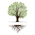 Logo of a green life tree with roots and leaves. Vector illustration icon isolated on white background