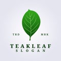 logo of green teak leaf vector illustration design