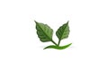 Logo leafs health nature business card