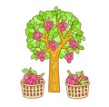 Set Lychee Tree on Background Vector. Royalty Free Stock Photo
