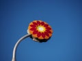 The rompetrol flower logo against clear blue sky