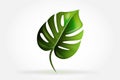 Logo Swiss cheese plant. The Monstera leaf deliciosa