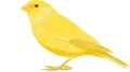 Bright Yellow Canary Bird Isolated on White Background Royalty Free Stock Photo