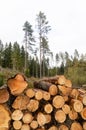 Logpile in a bright coniferous forest Royalty Free Stock Photo