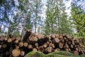Logpile in the forest Royalty Free Stock Photo