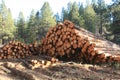 Logpile in the National Forest Royalty Free Stock Photo