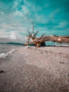 LOGS BEACH  AND SEA Royalty Free Stock Photo