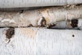 Birch bark-covered logs and branches Royalty Free Stock Photo