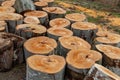 Logs of chopped trees lying