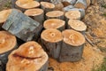 Logs of chopped trees lying Royalty Free Stock Photo