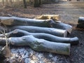 Logs, covered with frost