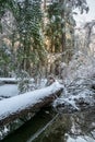 Logs covered with snow in the winter forest above the rive