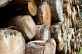 Logs cut by loggers in the mountain 3 Royalty Free Stock Photo