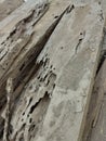 fresh wood which has now rotted due to termite attack Royalty Free Stock Photo