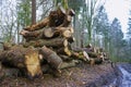 Logs from felled tree trunks, felled trees in a stack Royalty Free Stock Photo