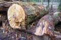 Logs from felled tree trunks, felled trees in a stack Royalty Free Stock Photo