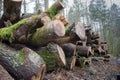 Logs from felled tree trunks, felled trees in a stack Royalty Free Stock Photo