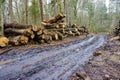 Logs from felled tree trunks, felled trees in a stack Royalty Free Stock Photo