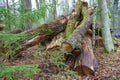 Logs from felled tree trunks, felled trees in a stack Royalty Free Stock Photo