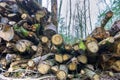 Logs from felled tree trunks, felled trees in a stack Royalty Free Stock Photo