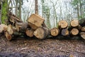 Logs from felled tree trunks, felled trees in a stack Royalty Free Stock Photo