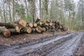 Logs from felled tree trunks, felled trees in a stack Royalty Free Stock Photo