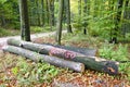 Logs from felled trees Royalty Free Stock Photo