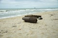 Logs floating on the beach Royalty Free Stock Photo