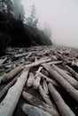 Logs on foggy beach Royalty Free Stock Photo