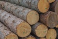 Logs folded into a big pile Royalty Free Stock Photo