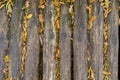 Logs on the footbridge in the forest. Natural background with copy space for text