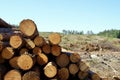 Logs at Forest Clear Cut Royalty Free Stock Photo