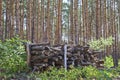 Logs in the forest