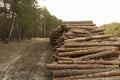 Logs in the forested area