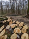 Logs in the forrest ready to be transported and stoked Royalty Free Stock Photo