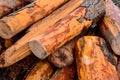 Logs gathered from the sea after the flood