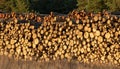 Logs gathered together into a wood pile