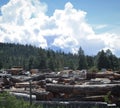 Logs in industrial logging yard