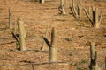 Logs and large portions of a tree cut down..,trunks of Cut Forest and Last Tree Royalty Free Stock Photo