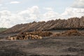 Logs at lumber mill Royalty Free Stock Photo