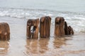 Old wood logs in the water