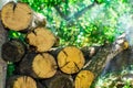 Logs pile of firewood Royalty Free Stock Photo