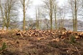 Logs piled up at Loch Leven, Scotland