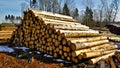 Logs pilled up in the forest waiting to be transported to the sawmill